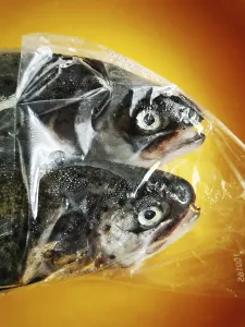 Two fish are enclosed in a clear plastic bag