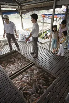 Fish farm with Pangas catfish (Pangasius pangasius)