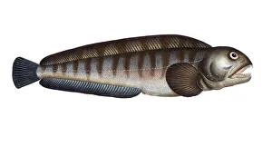 Fish, Fische, Anarihchas lupus, der Seewolf, the Wolf fish, Historic, digitally restored reproduction from a 19th century original, Record date not stated
