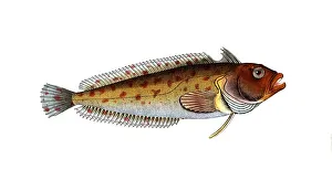 Fish, Fische, Blennius superciliosus, Clinus superciliosus, Super-Klippfisch oder Hochflossen-Klippfisch, the Super klipfish or Highfin klipfish, Historic, digitally restored reproduction from a 19th century original, Record date not stated