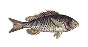 Fish, Fische, Bodinus macrolepidtus, der grossschuppige Bodian, the great-scaled Bodian, Historic, digitally restored reproduction from a 19th century original, Record date not stated