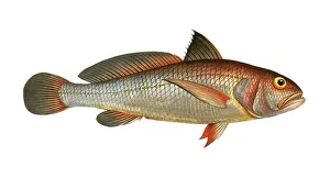 Fish, Fische, Iohnius aneus, der Aneu, the Aney, Historic, digitally restored reproduction from a 19th century original, Record date not stated