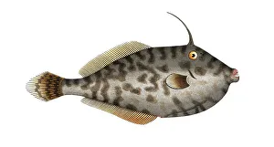 Fish, Fish, Balistes Monoceros, Monoceros fish, The Mingo, Historical, digitally restored reproduction from a 19th century original, Record date not stated