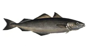 Fish, Fish, Cod family, Gadus carbonarius, Der charburner, the Coal Fish, Historical, digitally restored reproduction from a 19th century original, Record date not stated
