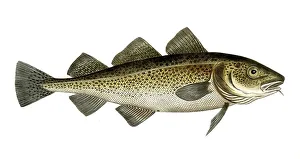 Fish, Fish, Cod family, Gadus morhua, Cod fish, Historical, digitally restored reproduction from a 19th century original, Record date not stated