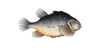 Fish, Fish, Cycloterus lumpus, Sea hare, also Lump, Lumpfish, lumpsucker or lumpfish, Historical, digitally restored reproduction from a 19th century original, Record date not stated
