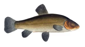 Fish, Fish, Cypirnus Tinca, Tinca tinca, Tench or doctor fish, Historic, digitally restored reproduction from a 19th century original, Record date not stated