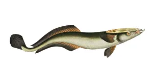 Fish, Fish, Echeneis naucrates, Live sharksucker or slender sharksucker, Historic, digitally restored reproduction from a 19th century original, Record date not stated