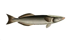 Fish, Fish, Echeneis Remora, Common remora, sharksucker, Historical, digitally restored reproduction from a 19th century original, Record date not stated