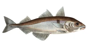 Fish, Fish, Family of cod, Gadus arglefinus, the Sebelfish, the Hadock, Historical, digitally restored reproduction from a 19th century original, Record date not stated