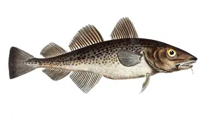 Fish, Fish, Family of cod, Gadus callarias, The cod, Historical, digitally restored reproduction from a 19th century original, Record date not stated