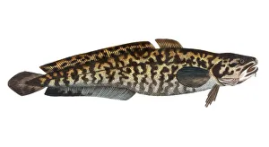 Fish, Fish, Family of cod, Gadus lota, the Burbot, Historical, digitally restored reproduction from a 19th century original, Record date not stated