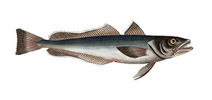 Fish, Fish, Family of cod, Gadus merluccius, the stockfish, the Hake, Historical, digitally restored reproduction from a 19th century original, Record date not stated