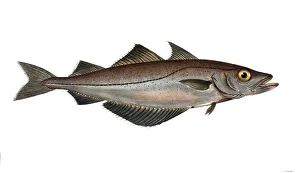 Fish, Fish, Family of cod, Gadus pollachius, the Pollac, the Pollack, Historical, digitally restored reproduction from a 19th century original, Record date not stated