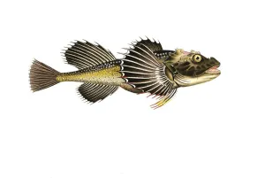 Fish, Fish, Fish genus from the bullhead family, Cottus Quadricornis, Sea bullhead, Fourhorn sculpin, Sculpin, Historical, digitally restored reproduction from a 19th century original, Record date not stated