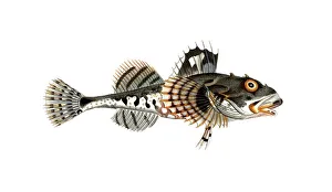 Fish, fish, fish genus from the bullhead family, Cottus scorpius, the sea scorpion, the father lascher, Historical, digitally restored reproduction from a 19th century original, Record date not stated