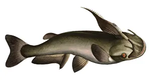 Fish, Fish, Fish genus from the family of the true catfish within the order of the catfish-like, Silurus militaris, horned catfish, the horned silure, Historical, digitally restored reproduction from a 19th century original, Record date not stated