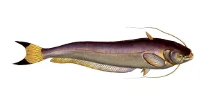 Fish, Fish, Fish genus from the family of the true catfishes within the order of the catfishes, Silurus bimaculatus, Historical, digitally restored reproduction from a 19th century original, Record date not stated