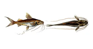 Fish, Fish, Fish genus from the family of the true catfishes within the order of the catfishes, Silurus clarias, Silurus ascita, Historical, digitally restored reproduction from an original from the 19th century, Record date not stated
