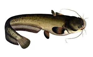 Fish, Fish, Fish genus from the family of the true catfishes within the order of the catfishes, Silurus glanis, Catfish, the Sheat-fish, Historical, digitally restored reproduction from a 19th century original, Record date not stated