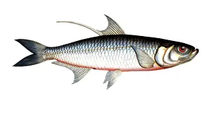 Fish, Fish, Fish genus Herring, Clupea cyprinoides, Megalops cyprinoides, Indo-Pacific tarpon, Carp herring, Indo-Pacific tarpon, oxeye herring, Historical, digitally restored reproduction from a 19th century original, Record date not stated