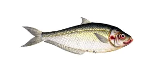 Fish, Fish, Fish genus Herring, Clupea africana, Ilisha africana, african herring, West African Ilisha, Historical, digitally restored reproduction from a 19th century original, Record date not stated