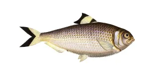 Fish, Fish, Fish genus Herring, Clupea sinensis, Chinese herring, Historic, digitally restored reproduction from a 19th century original, Record date not stated