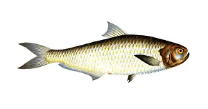 Fish, Fish, Fish genus Real herring, Clupea malabarica, Malabrian herring, herring of Malabar, Historical, digitally restored reproduction from a 19th century original, Record date not stated