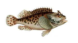 Fish, Fish, Fish genus from the scorpionfish family, Scorpaena porcus, Historical, digitally restored reproduction from a 19th century original, Record date not stated