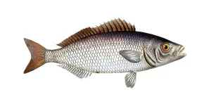 Fish, Fish, Fish genus from the snapper family Lutjanus chrysops, The Gold-Eye, Historical, digitally restored reproduction from a 19th century original, Record date not stated