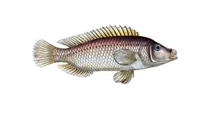 Fish, fish, fish genus from the snapper family Lutjanus linckii, the linkian lutian, The Lutian of Link, Historical, digitally restored reproduction from a 19th century original, Record date not stated