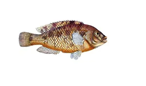 Fish, Fish, Fish genus from the snapper family Lutjanus norve, Historical, digitally restored reproduction from a 19th century original, Record date not stated