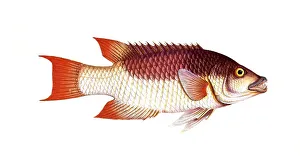 Fish, fish, fish genus from the snapper family Lutjanus verres, the Sea-Boar, Historical, digitally restored reproduction from a 19th century original, Record date not stated
