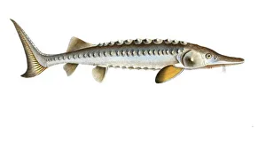 Fish, Fish, Fish genus from the sturgeon family, Acipenser sturio, the Sturgeon, Historic, digitally restored reproduction from a 19th century original, Record date not stated