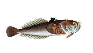 Fish, Fish, Fish from the order of the skygazers, Uranoscopus scaber, Skygazer, Atlantic stargazer, Historical, digitally restored reproduction from a 19th century original, Record date not stated