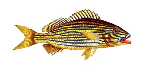 Fish, fish, genus of the bannerfish, Anthias formosus, the redmouth, the Grant, Historical, digitally restored reproduction from a 19th century original, Record date not stated