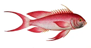 Fish, fish, genus of the bannerfish, Anthias sacer, the red grunt, Historical, digitally restored reproduction from a 19th century original, Record date not stated