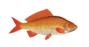 Fish, Fish, genus of carp fish, Cyprinus auratus, the Gold-Fish, Historical, digitally restored reproduction from a 19th century original, Record date not stated