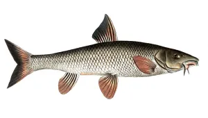 Fish, fish, genus of carp fish, Cyprinus barbus, Barbel, the Barbel, Historical, digitally restored reproduction from a 19th century original, Record date not stated