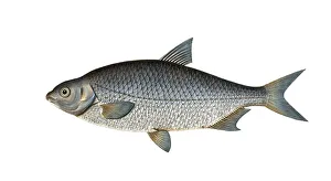 Fish, Fish, Genus of carp fish, Cyprinus buggenhagii, Der Leiter, the Buggehgahen's-Carp, Historical, digitally restored reproduction from a 19th century original, Record date not stated