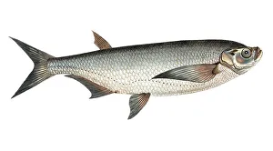 Fish, fish, genus of carp fish, Cyprinus cultratus, Pelecus cultratus, sabre carp or sabrefish, Historical, digitally restored reproduction from a 19th century original, Record date not stated