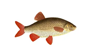 Fish, Fish, Genus of carp fish, Cyprinus erythrophthalmus, Scardinius erythrophthalmus, Rudd, Common roach, Common rudd, Historical, digitally restored reproduction from a 19th century original, Record date not stated