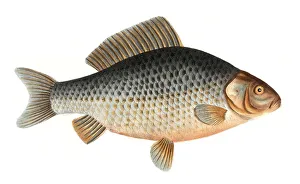 Fish, Fish, genus of carp fish, Cyprinus gibelio, the Prussian carp, Historical, digitally restored reproduction from a 19th century original, Record date not stated