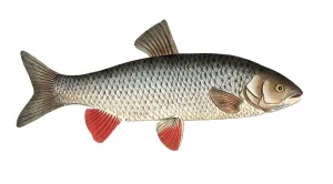 Fish, Fish, genus of carp fish, Cyprinus idus, the cooling fish, Historical, digitally restored reproduction from a 19th century original, Record date not stated