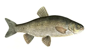 Fish, Fish, genus of carp fish, Cyprinus jeses, the Chub, Historical, digitally restored reproduction from a 19th century original, Record date not stated