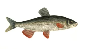 Fish, Fish, genus of carp fish, Cyprinus nasus, the nose, Historical, digitally restored reproduction from a 19th century original, Record date not stated