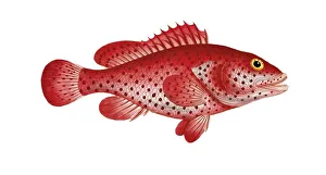 Fish, Fish, Genus of the family Perch, Perca guttata, Blood bass, Hind, Historical, digitally restored reproduction from an original from the 19th century, Record date not stated
