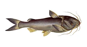 Fish, Fish, Genus of fish from the family of the true catfishes within the order of the catfishes, Silurus herzbergii, Silver Silure, Historical, digitally restored reproduction from a 19th century original, Record date not stated