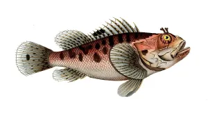 Fish, fish, genus of fish from the scorpionfish family, Scorpaena scrofa, the poisinnet grooper, Historic, digitally restored reproduction from a 19th century original, Record date not stated