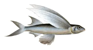 Fish, Fish, genus Flying fish, Exocoetus mesogaster, the middle-Pinned Flying-Fish, Historical, digitally restored reproduction from a 19th century original, Record date not stated
